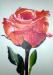WOLLMANN Simone - Orange Rose
